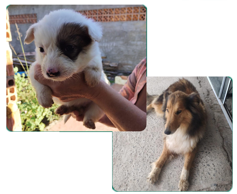 Imagem dos cachorros para adoção